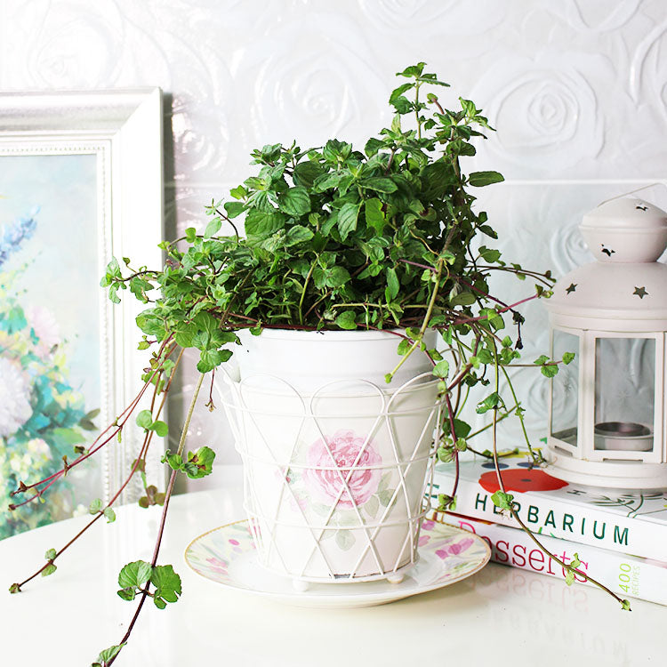 柑橘薄荷 | 濃郁果香 | 陽光植物