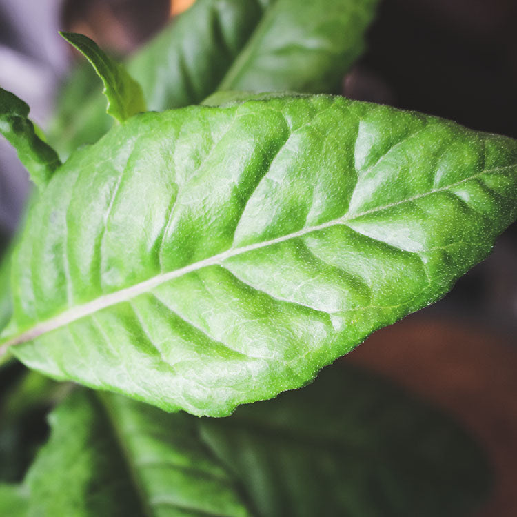 白鳳菜 | 陽光植物