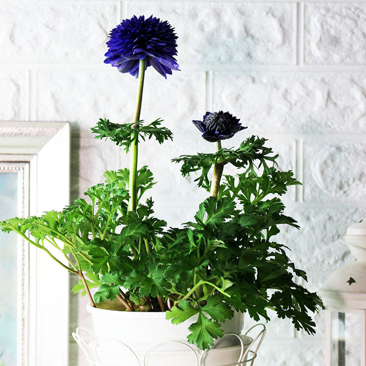 歐洲銀蓮花 | 白頭翁 | 西班牙萬壽菊 | 陽光植物