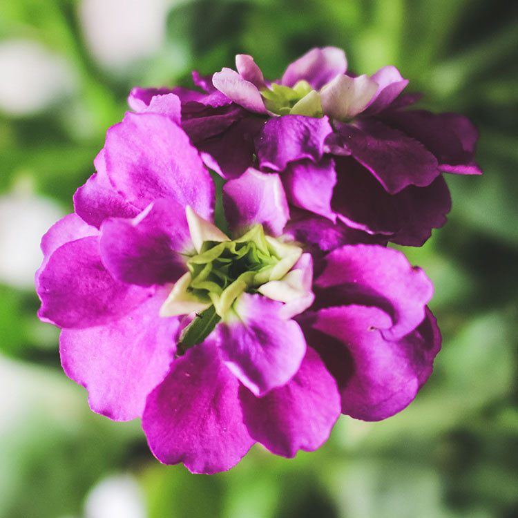 紫羅蘭 | 食用花 | 陽光植物