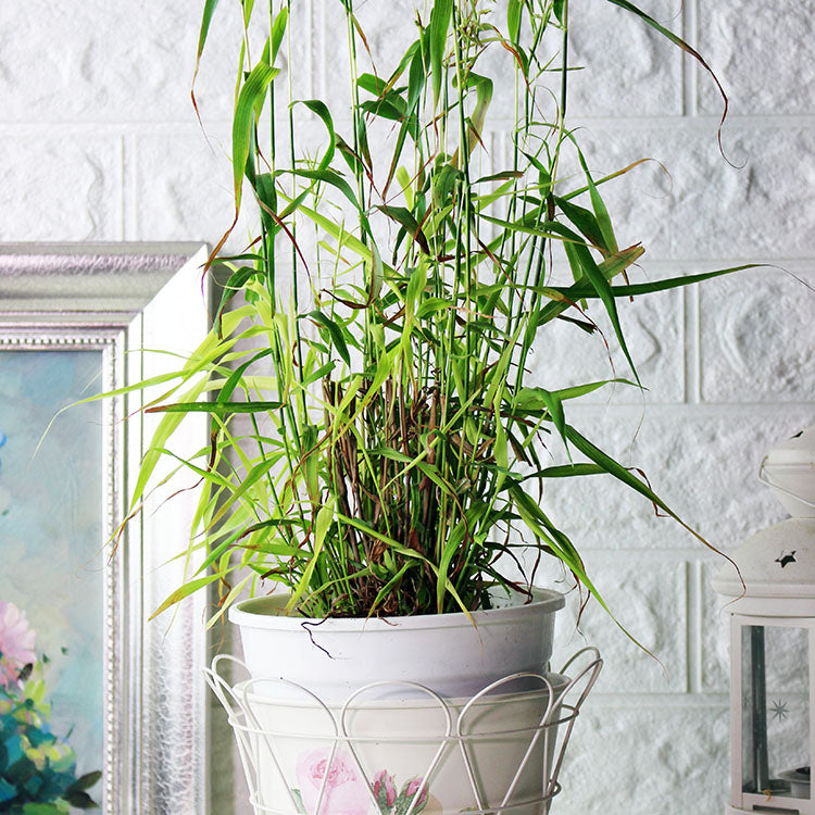 玫瑰草|馬丁香茅|驅蚊|陽光植物