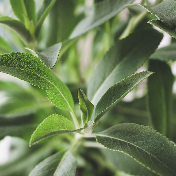 白鼠尾草 | 聖白鼠尾草 | 淨化空間 | 驅趕負能量 | 陽光植物