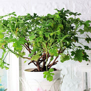 巧克力天竺葵 | 獨特的咖啡色塊 | 陽光植物