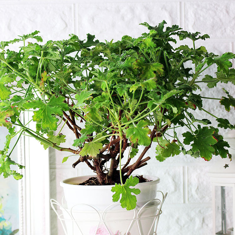 巧克力天竺葵 | 獨特的咖啡色塊 | 陽光植物