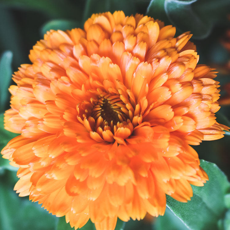 金盞花 | 金盞菊 | 開花中 | 可做浸泡油 | 花和葉都可以食用 | 食用花 | 花色隨機出貨 | 陽光植物