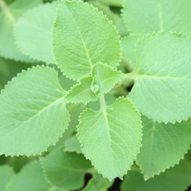 左手香 | 濃郁香氣 | 天然驅蟲 | 到手香 | 陽光植物