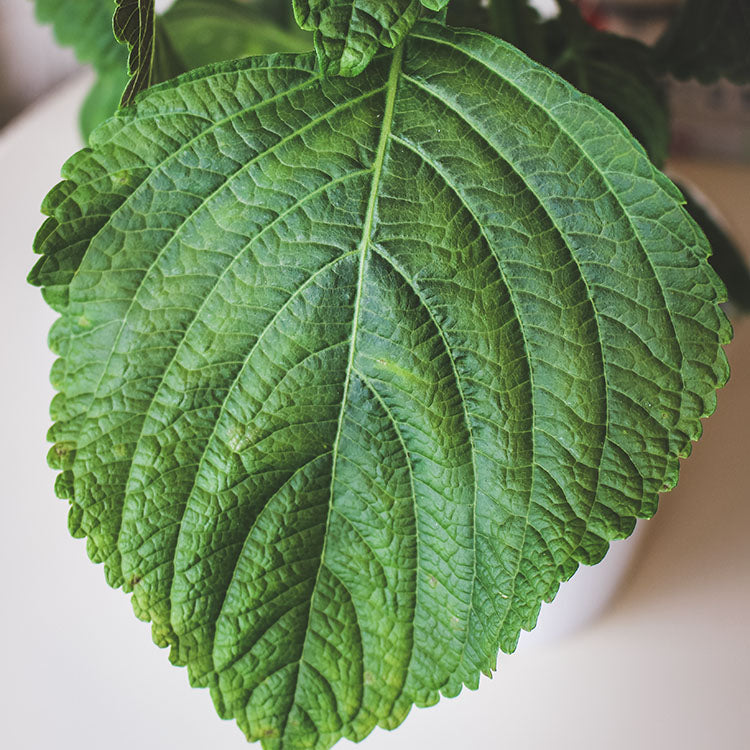 韓國芝麻葉|韓國紫蘇|韓國大葉紫蘇|陽光植物