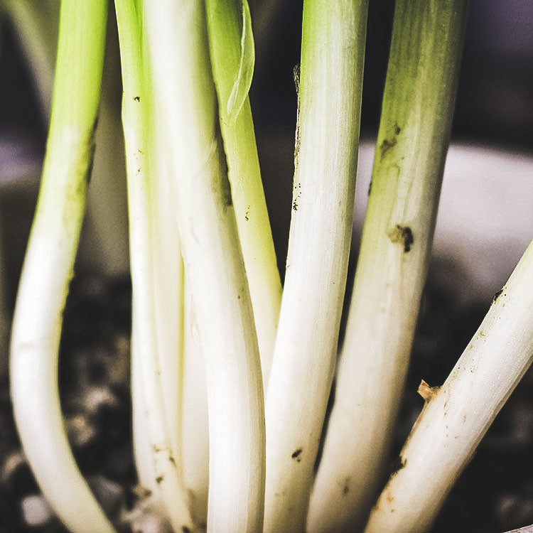 蔥盆栽 | 多汁且較不辣 | 台灣粉蔥 | 陽光植物