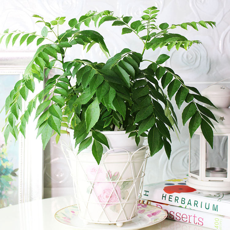 咖哩樹|可因氏月橘|陽光植物