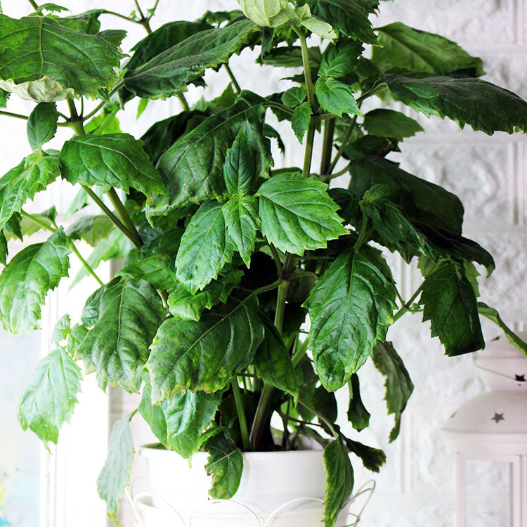 廣藿香 | 泥土與木質香氣 | 陽光植物