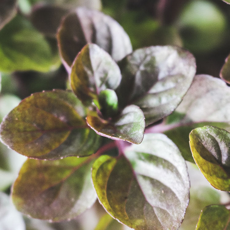 萊姆薄荷 | 橢圓形的葉片| 酸橙香氣 | 陽光植物