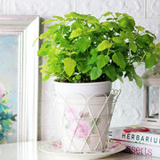 黃金香蜂草 | 陽光植物