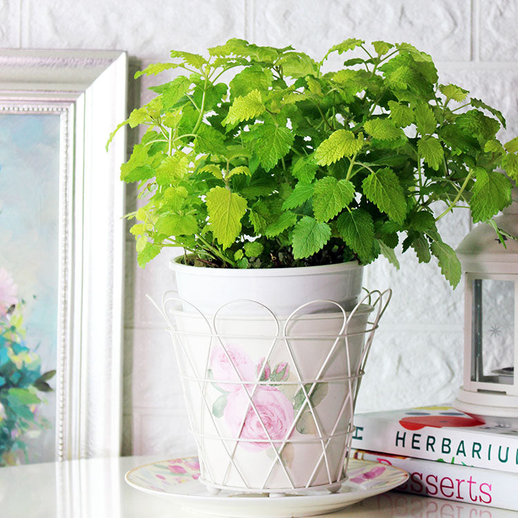 黃金香蜂草 | 陽光植物