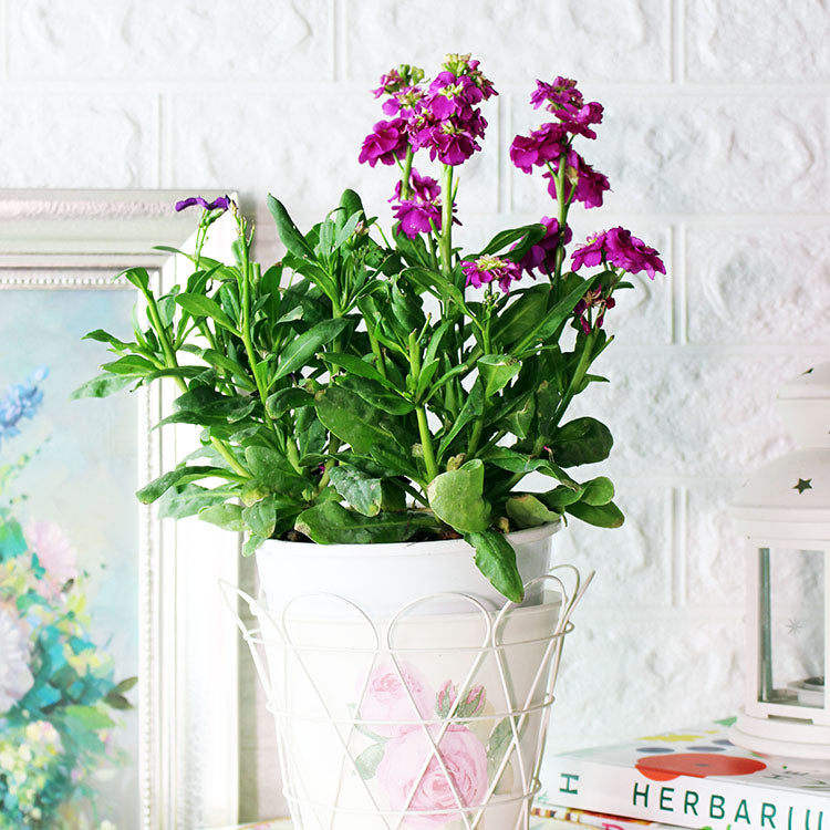 紫羅蘭 | 食用花 | 陽光植物