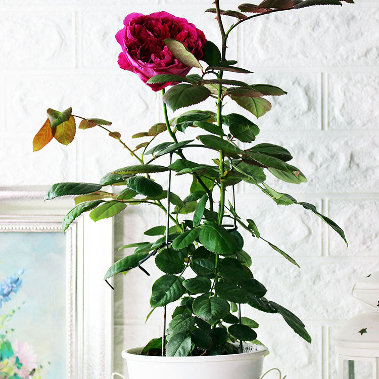 玫瑰盆栽|濃香、無刺、可食用| 蜜妮玫瑰|目前為紅花|荔枝香氣|陽光植物