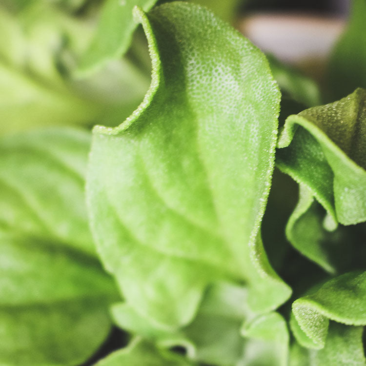 冰花 | 蓮霧的口感 | 冰菜 | 陽光植物