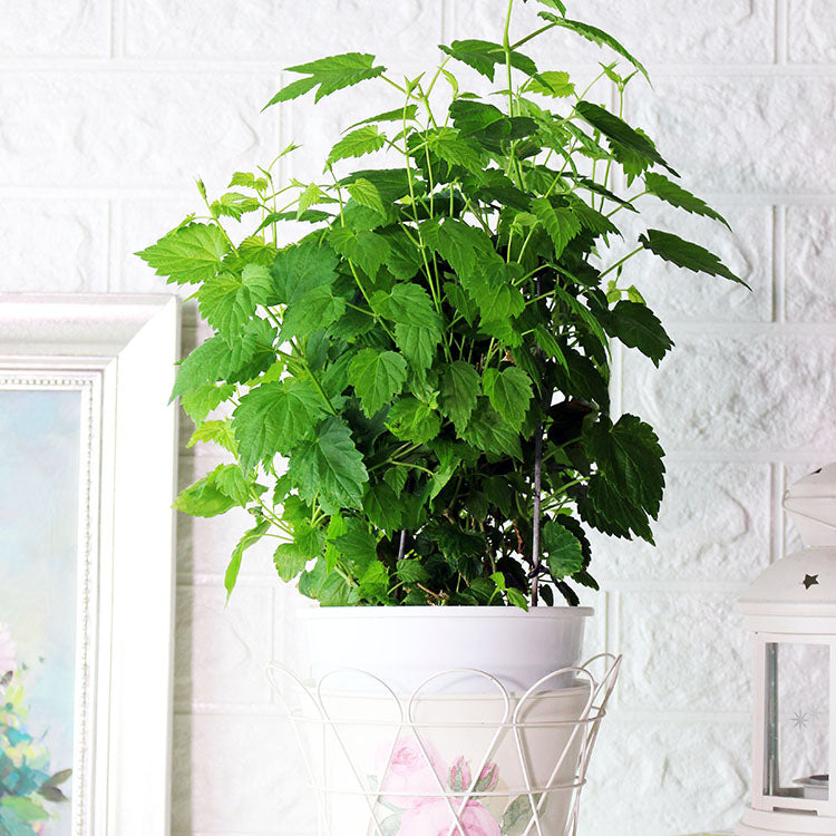 啤酒花盆栽|蛇麻|食用花|陽光植物