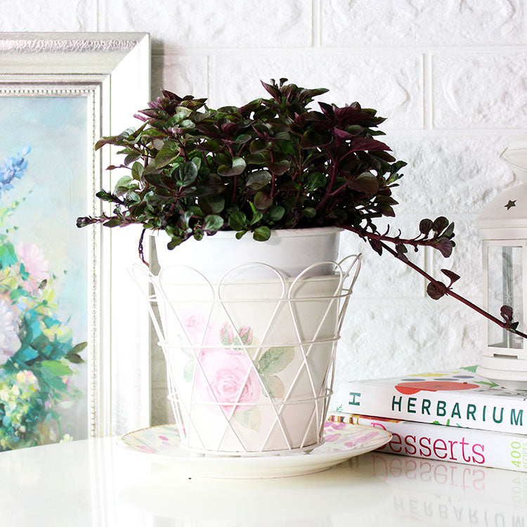 萊姆薄荷 | 橢圓形的葉片| 酸橙香氣 | 陽光植物