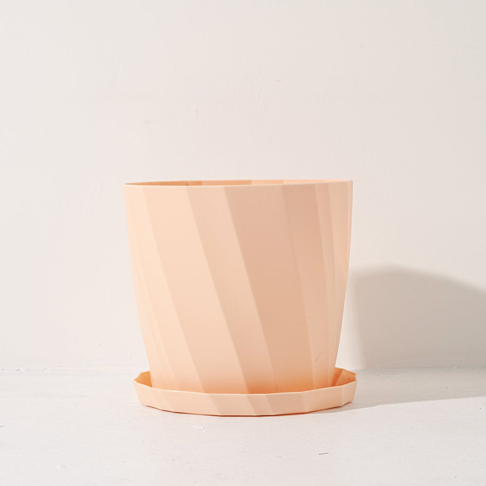 蕾絲金露花 | 紫色的花朵 | 花期長 | 耐曬、耐風、耐熱 | 陽光植物