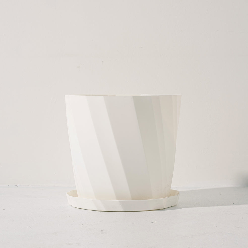 金邊吊蘭盆栽 | 空氣淨化、寵物友善 | 森林有塊田