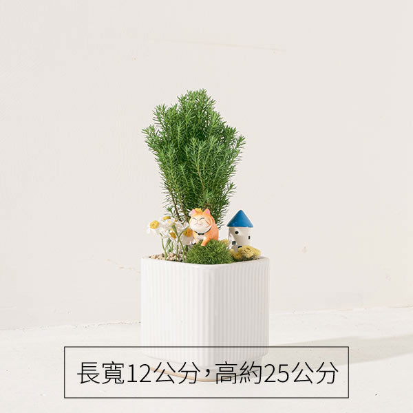 貓散步組合盆栽 | 暖陽陪伴,森林漫遊 | 淨化空間中的負面氣場 | 陽光植物