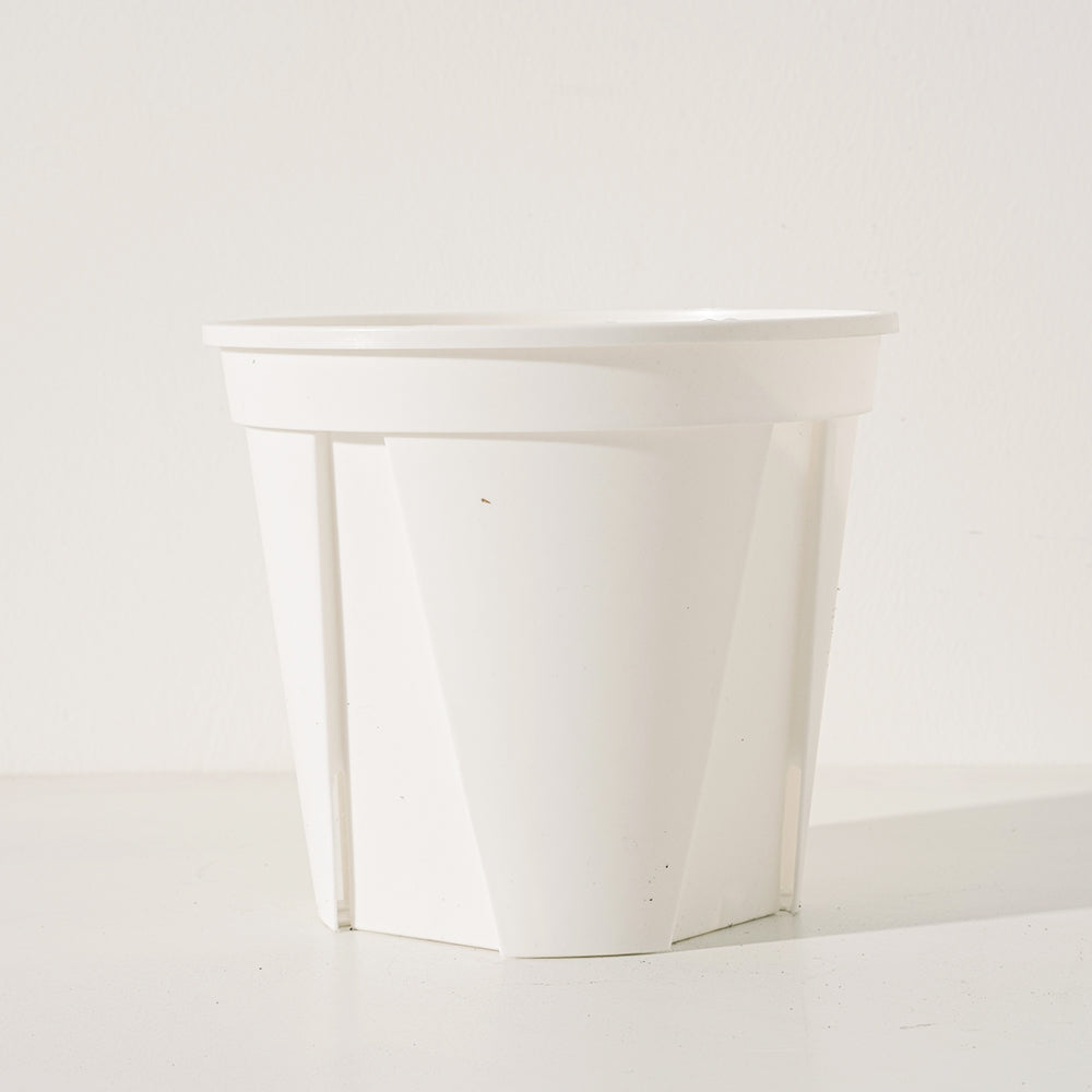 多花桉 | 又大又圓的葉片 | 大圓葉桉 |銀元桉 | 陽光植物