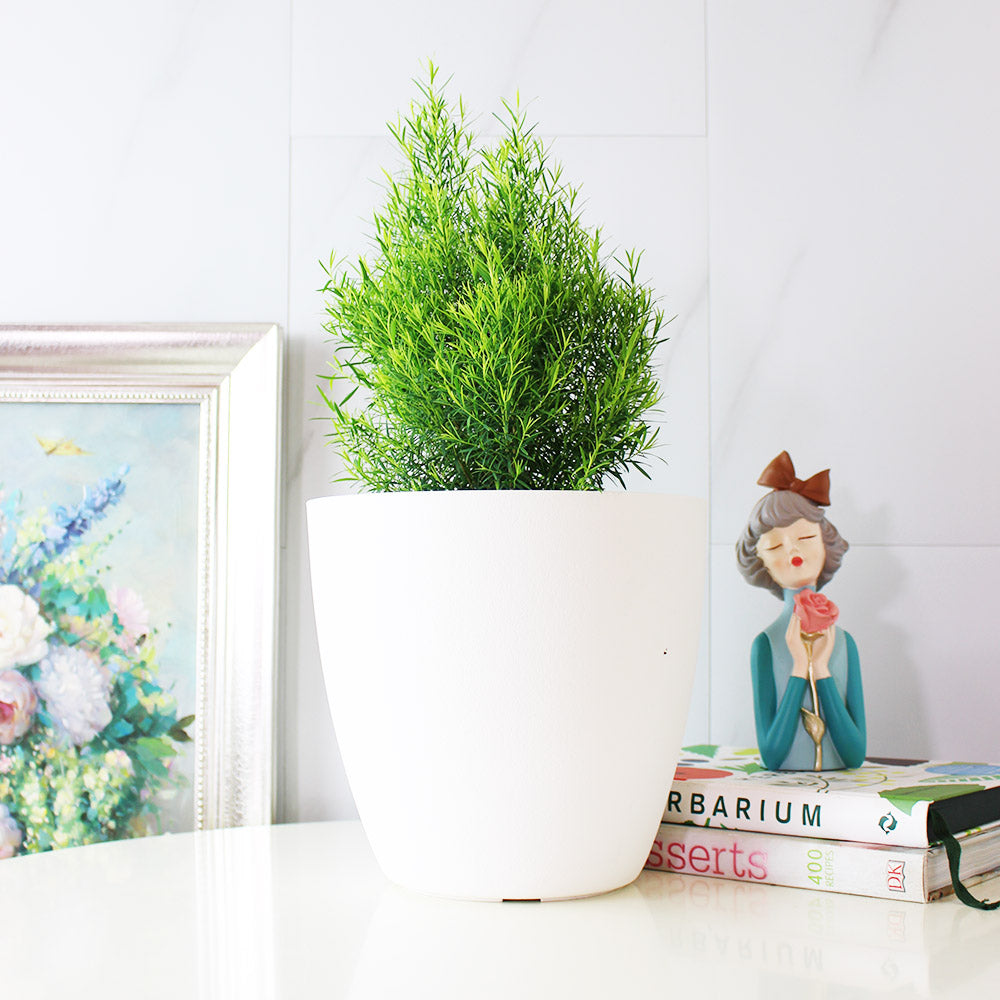 澳洲茶樹 | 天然沙威隆的味道 | 用手搓葉片就有香氣|陽光植物