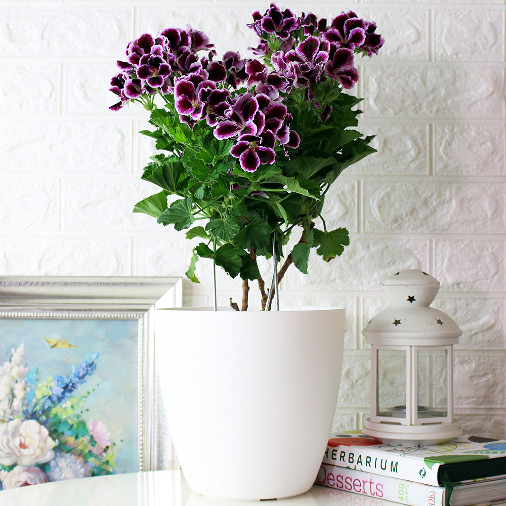 星光天竺葵 | 馬蹄紋天竺葵 | 食用花 | 已開花 | 花色隨機出貨 | 陽光植物