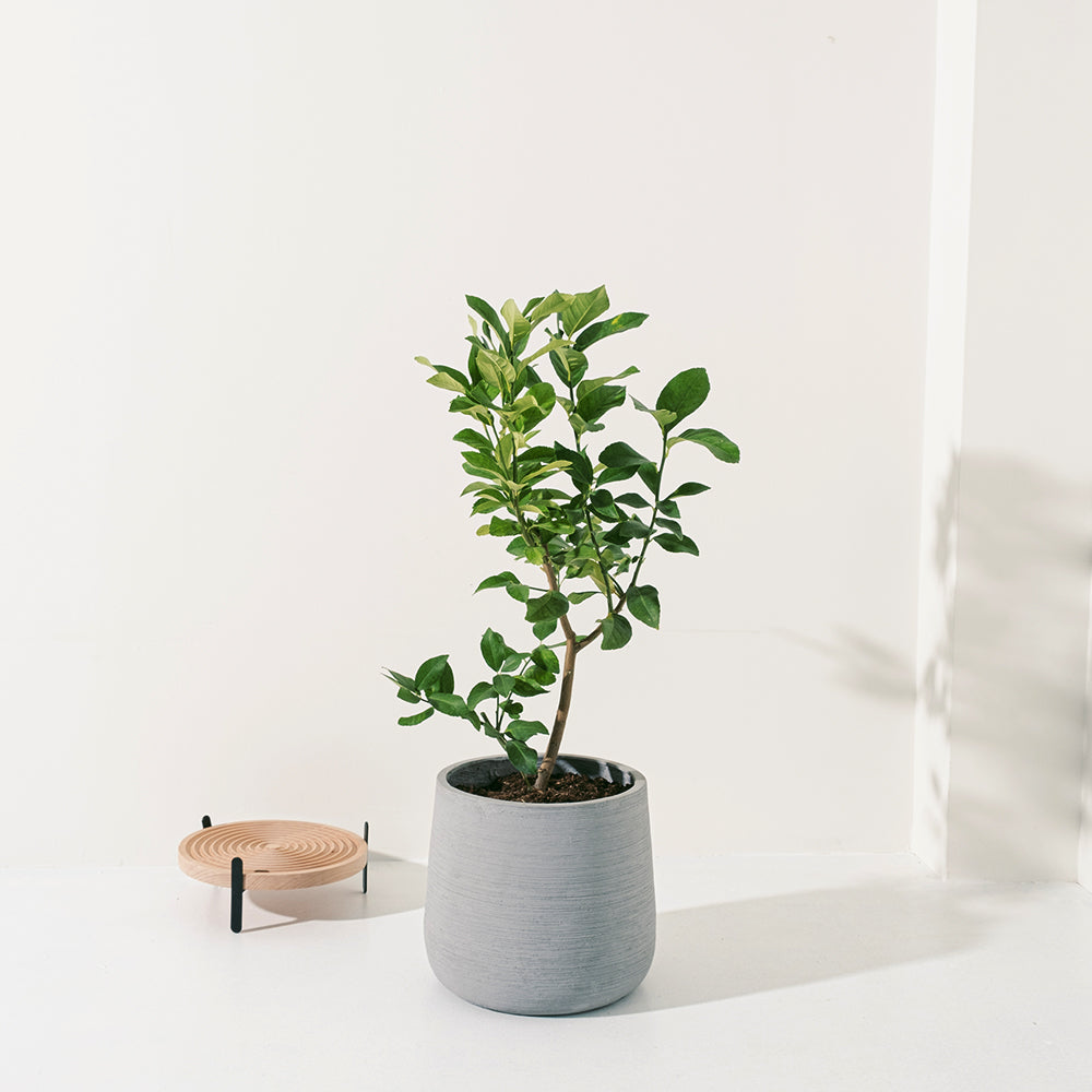 四季檸檬 | 優利卡檸檬 | 汁多香氣濃郁 | 維他命C滿分 | 陽光植物