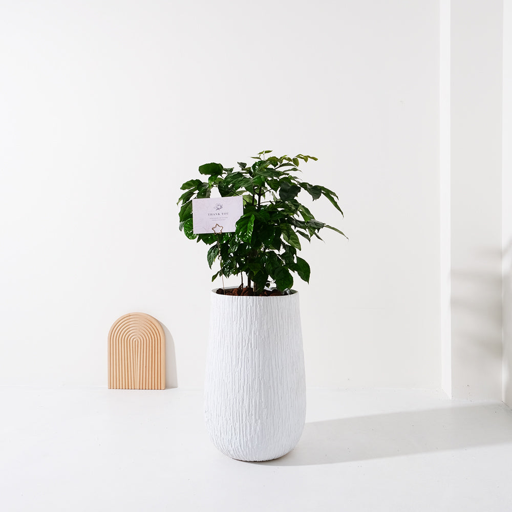 聚寶樹 | 旺旺樹 | 海南山菜豆 | 招財植物 | 會開花 | 室內植物