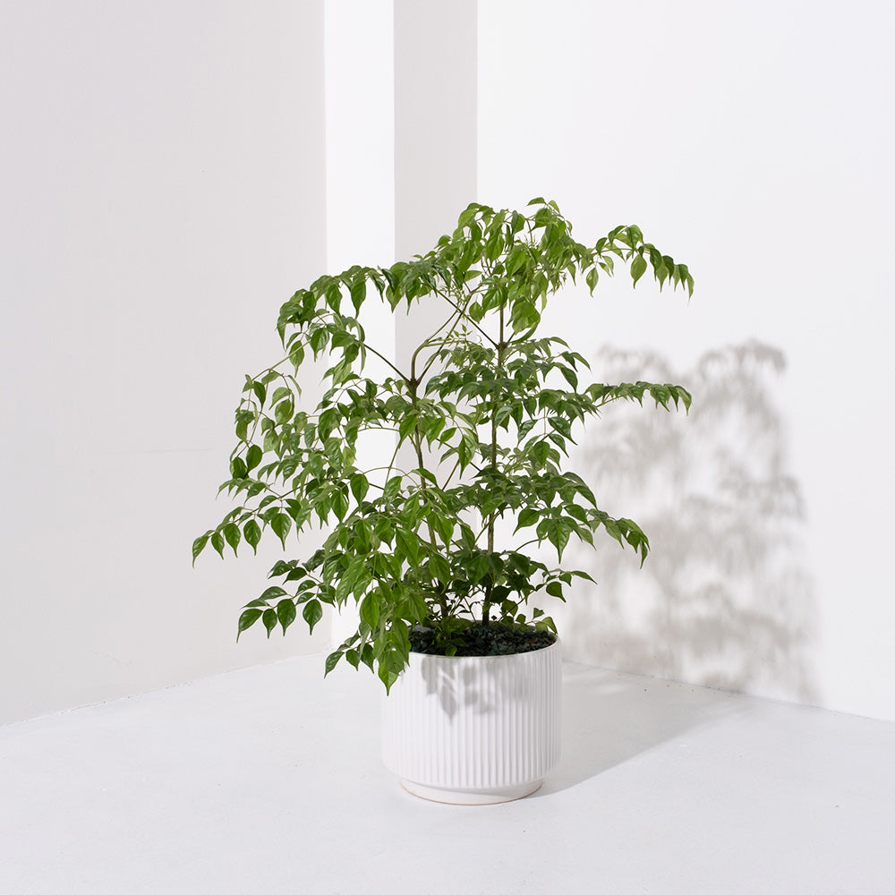 小葉進財樹盆栽 | 寵物友善 | 海南菜豆樹 | 招財植物 | 室內植物