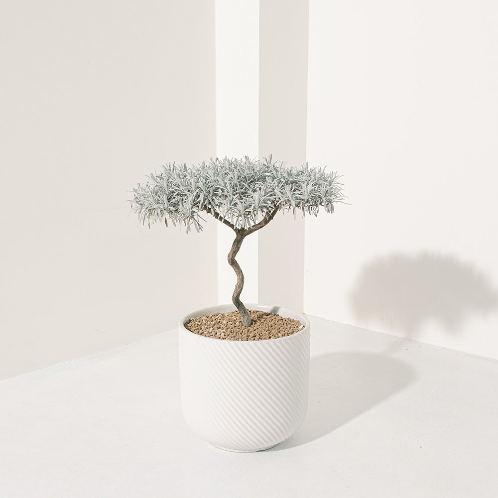 日本芙蓉盆栽 | 獨特造型與吉祥風水 | 森林有塊田