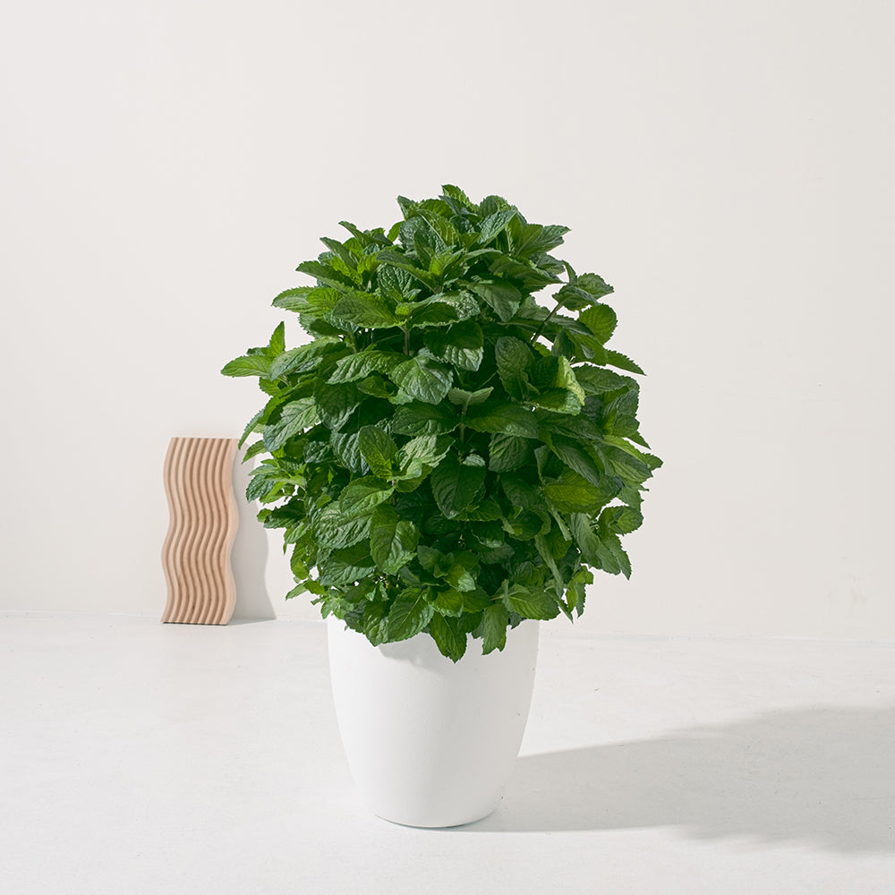 葡萄柚薄荷 | 趕走蒼蠅 | 水耕 | 濃郁的香氣 | 泡茶 | 無土栽培 | 陽光植物