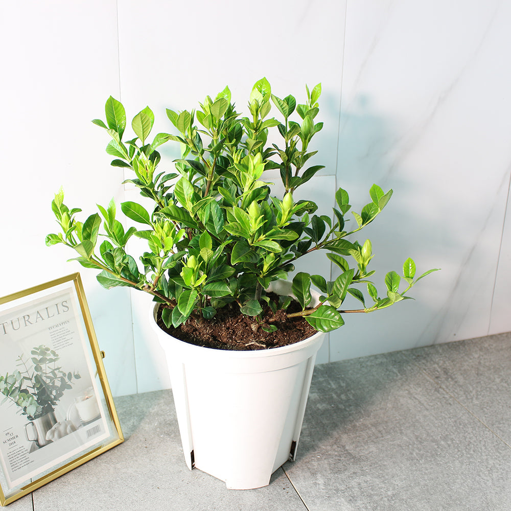 梔子花 | 玉堂春 | 食用花 | 重瓣品種 | 濃郁中帶著荔枝的香氣 | 陽光植物