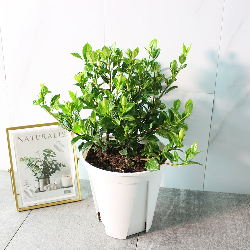 梔子花 | 玉堂春 | 食用花 | 重瓣品種 | 濃郁中帶著荔枝的香氣 | 陽光植物