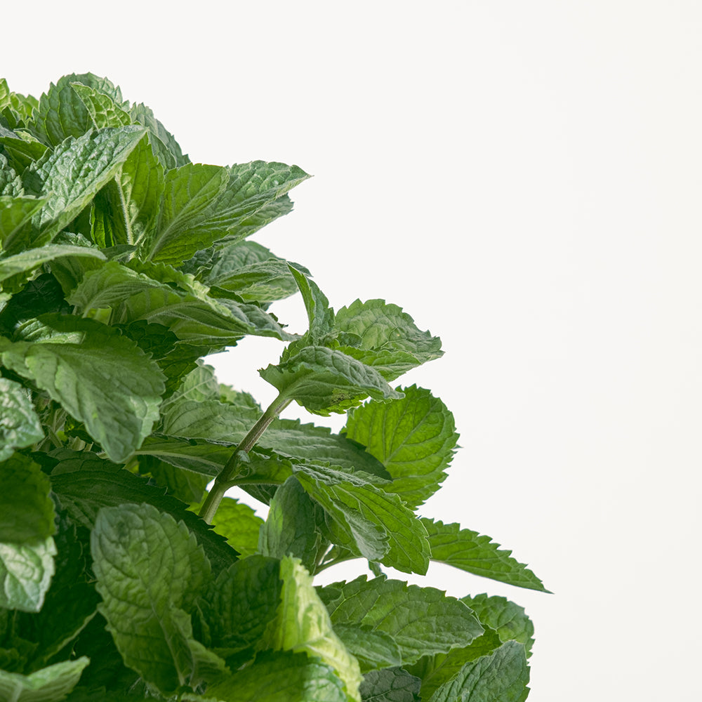 葡萄柚薄荷 | 趕走蒼蠅 | 土耕 | 濃郁的香氣 | 泡茶 | 陽光植物