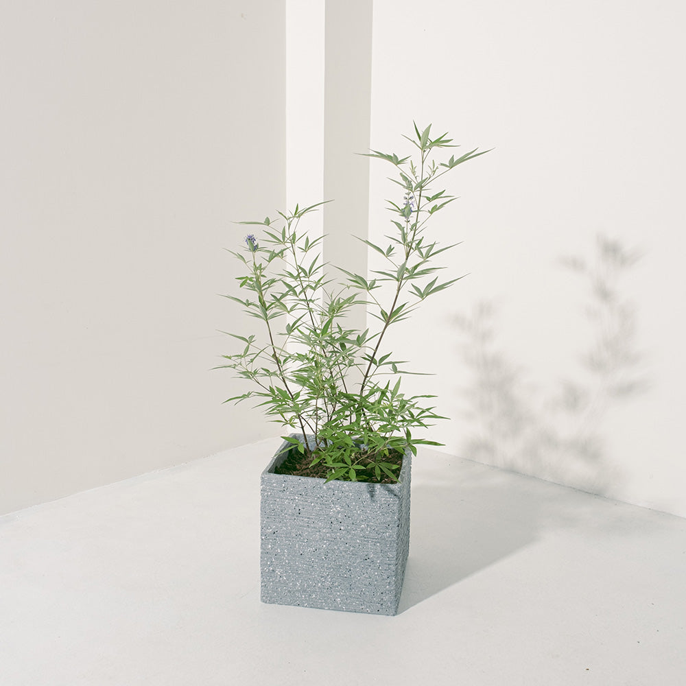 貞潔樹 | 葉片味道濃郁 | 斬桃花 | 春天開花 | 陽光植物