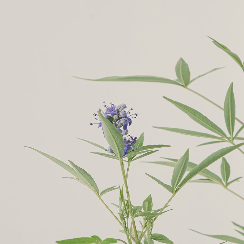 貞潔樹 | 葉片味道濃郁 | 斬桃花 | 春天開花 | 陽光植物