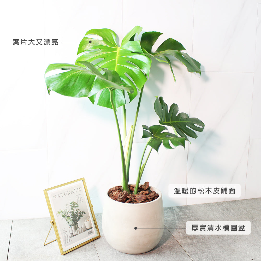 龜背芋 | 水耕 | 土耕 | 又大又美的葉片 | 無土栽培 | 室內植物