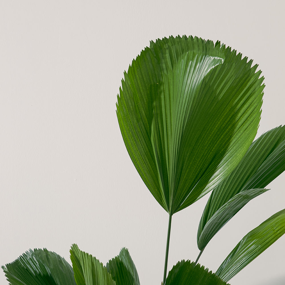 圓葉刺軸櫚 | 熱帶雨林植物 | 荷葉扇形棕櫚 | 蒲葵 | 室內植物