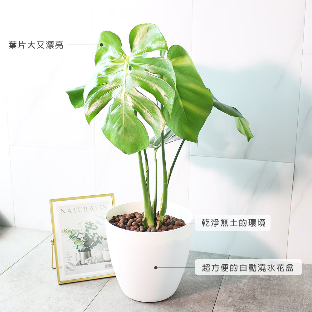 龜背芋 | 水耕 | 土耕 | 又大又美的葉片 | 無土栽培 | 室內植物