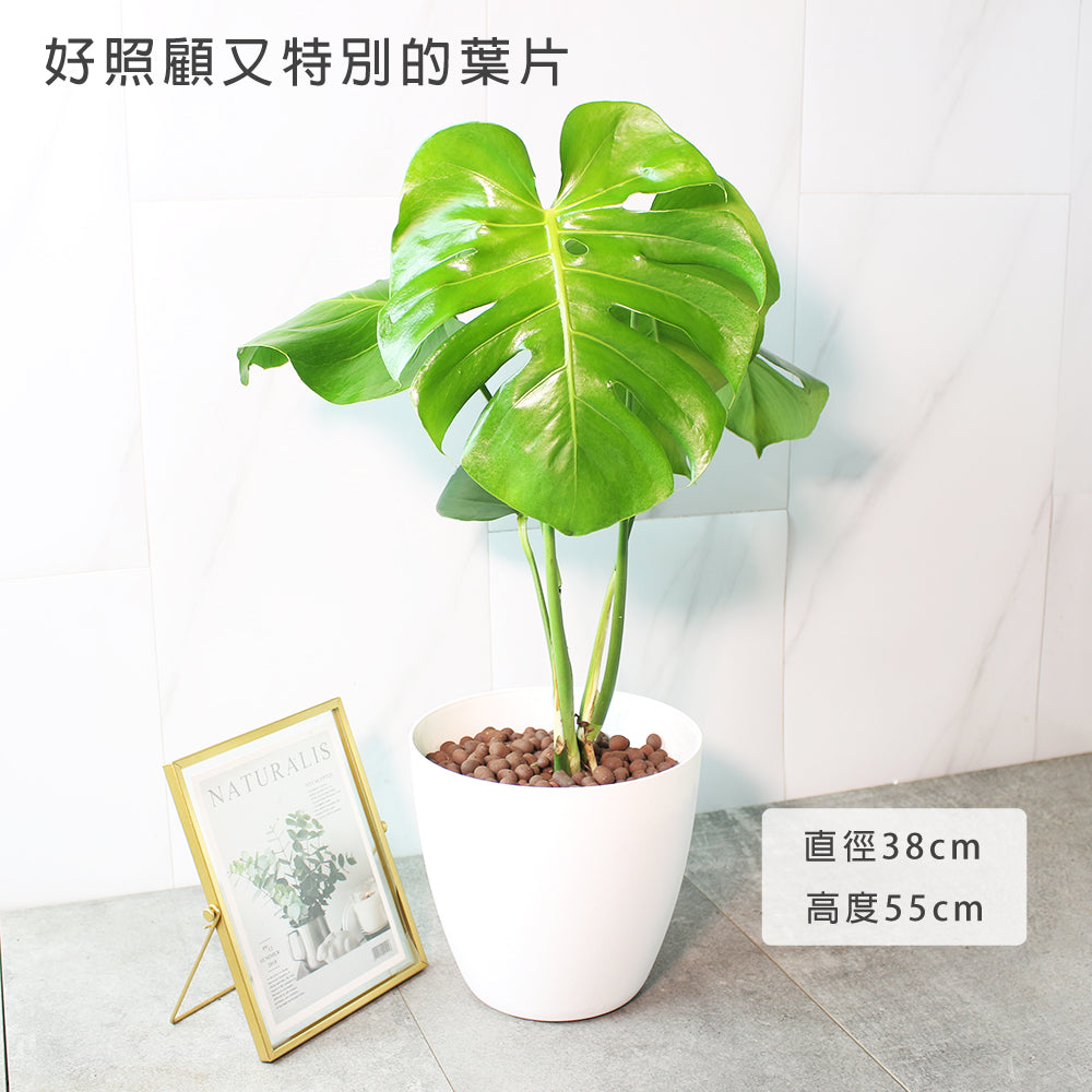 龜背芋 | 水耕 | 土耕 | 又大又美的葉片 | 無土栽培 | 室內植物