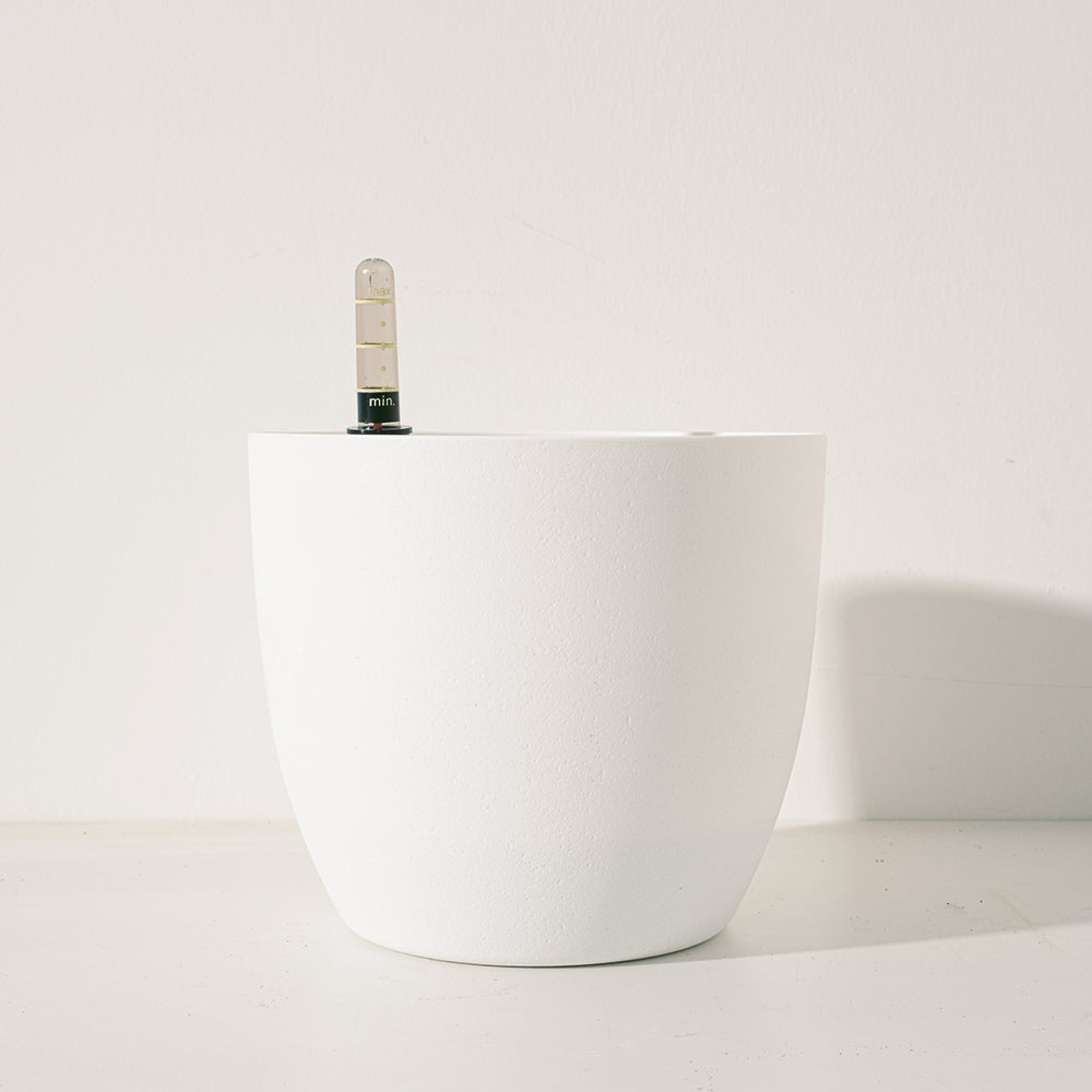 西洋蒲公英 | 豐富維生素A、K、C | 花、葉、根都可食用 | 食用花 | 陽光植物