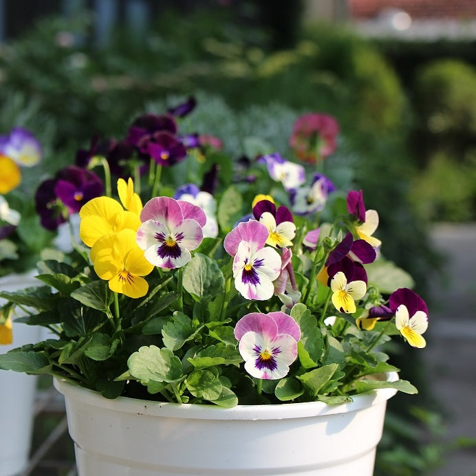 香堇 | 富含維生素A和C | 淡雅甜香 | 綜合花色隨機出貨 | 陽光植物