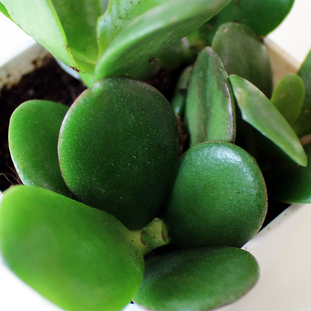 玉樹|發財樹|招財、聚財的象徵 | 室內植物