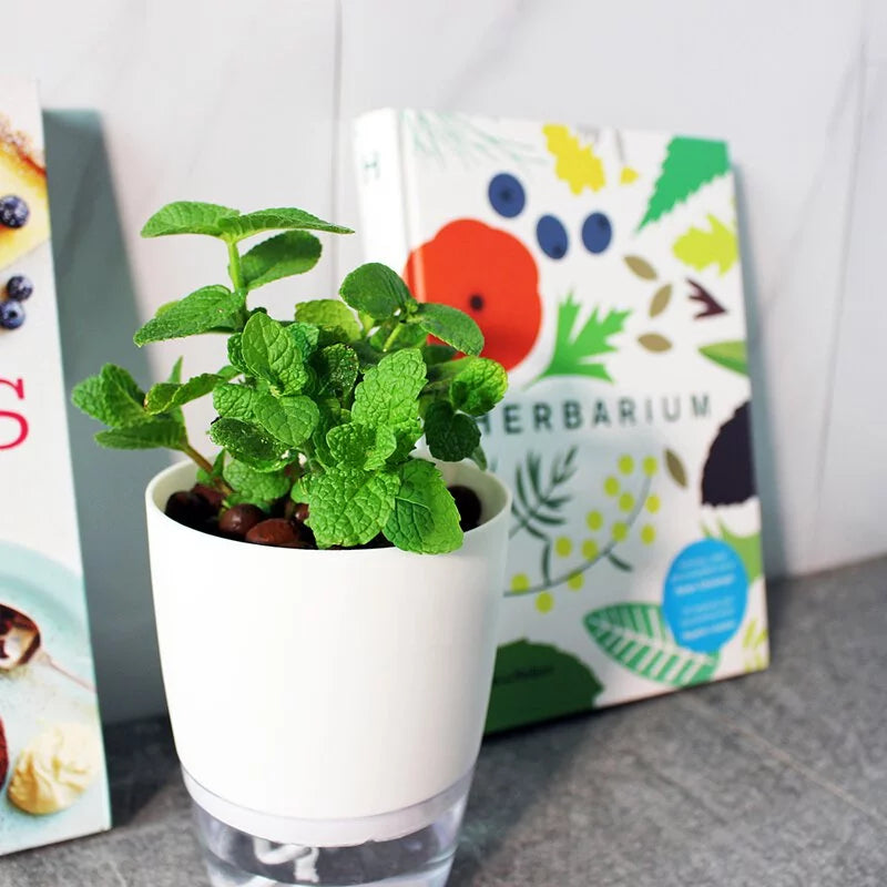 蘋果薄荷 | 水耕  | 青蘋果的香氣 | 泡茶 | 飲料 | 無土栽培 | 陽光植物