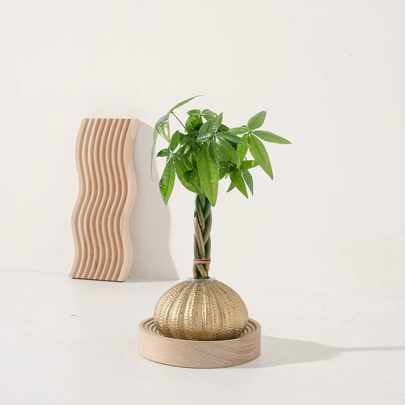 馬拉巴栗 | 水耕盆栽 | 招財化煞,新手入門首選 | 森林有塊田