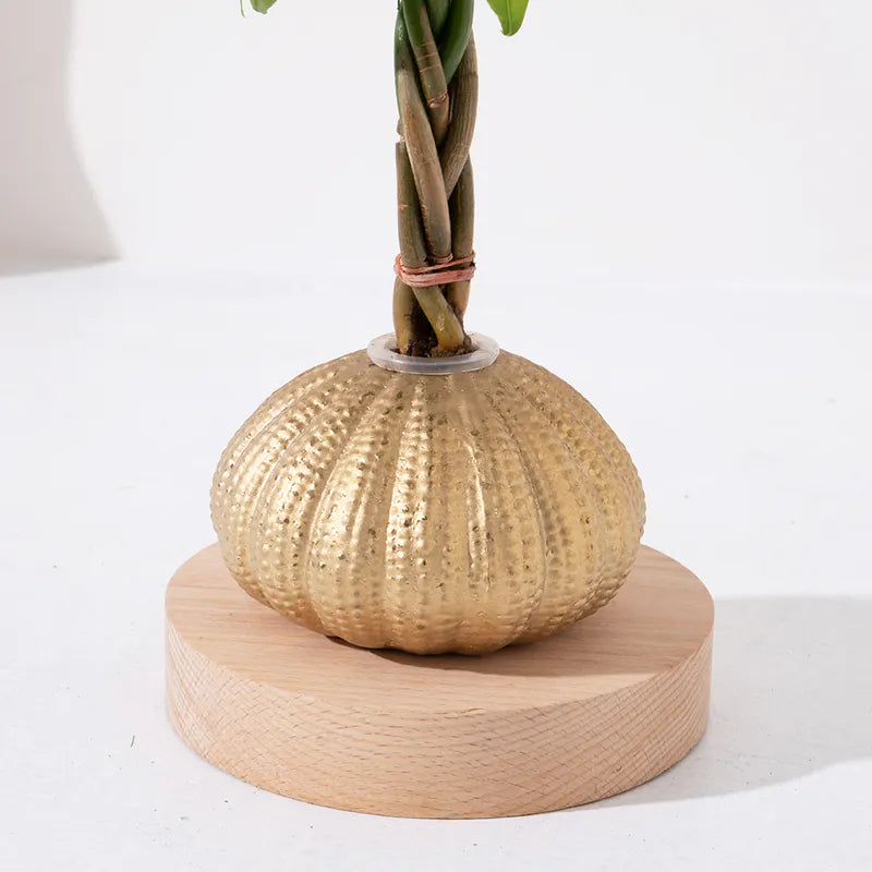 馬拉巴栗 | 水耕盆栽 | 招財化煞,新手入門首選 | 森林有塊田