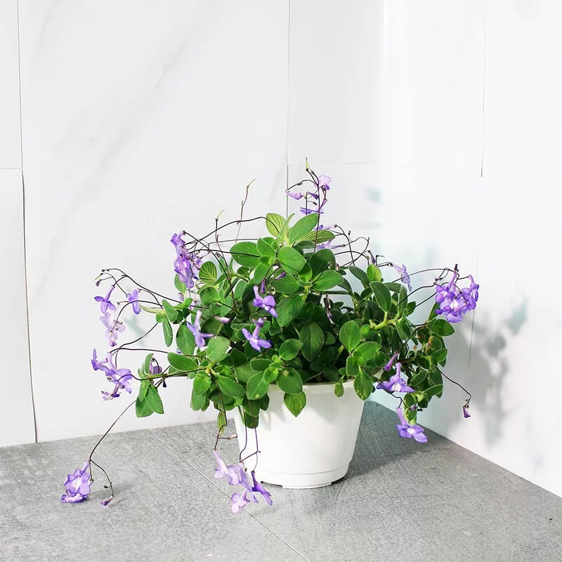 海豚花 | 全年都會開花 | 開花量多 | 陽光植物