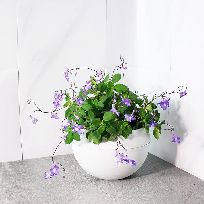 海豚花 | 全年都會開花 | 開花量多 | 陽光植物